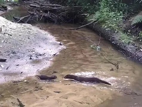 Мама-норка по очереди перевела малышей через речку в "Калужских засеках"