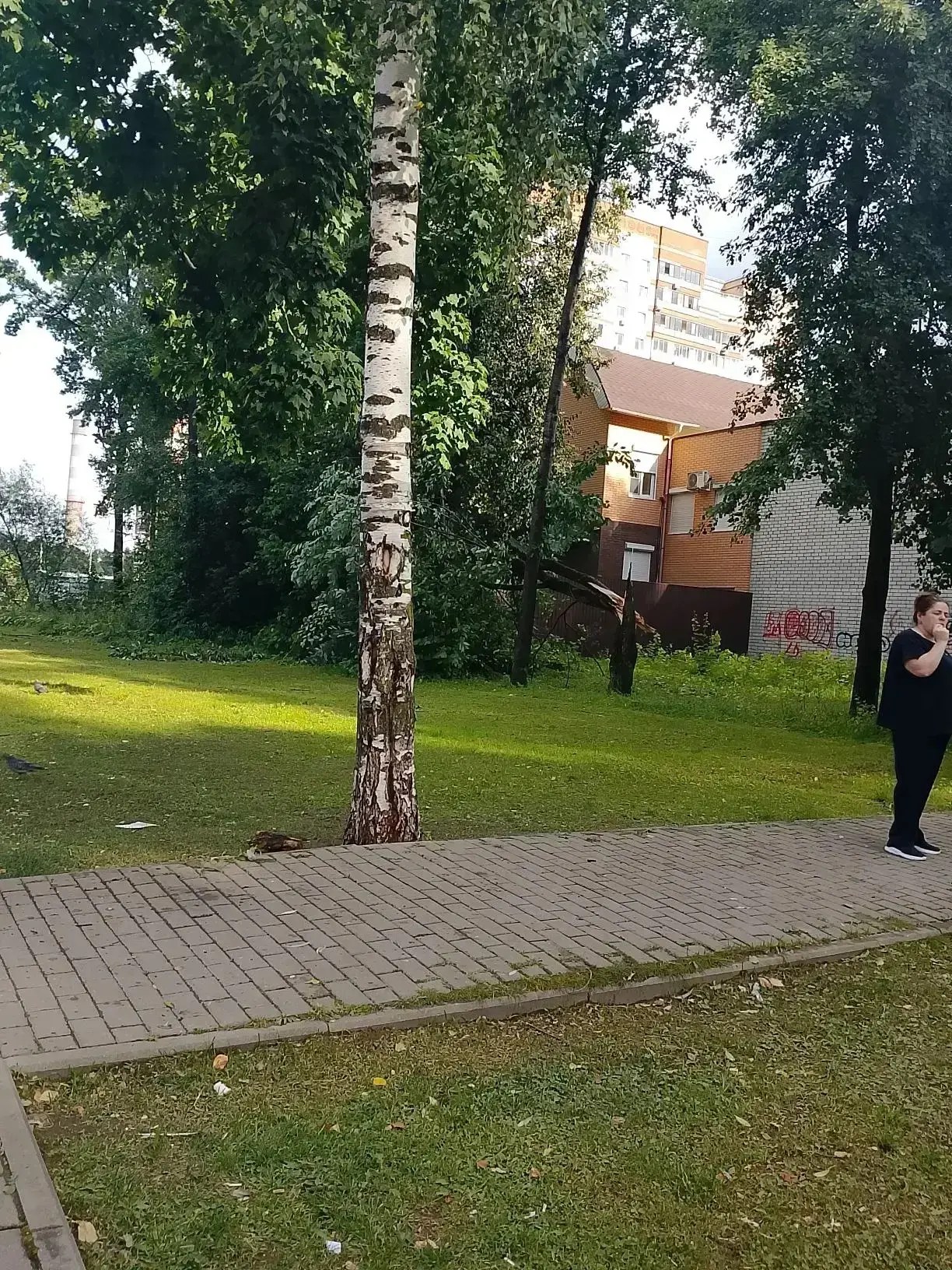 Обнинск пережил первый налет урагана! Повалено больше 20 деревьев.