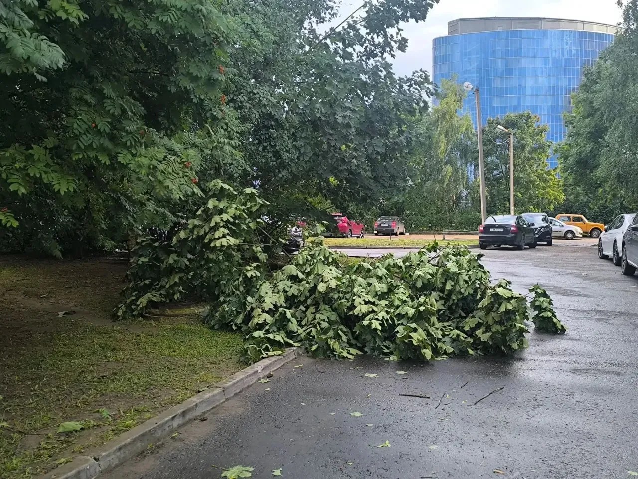 Обнинск пережил первый налет урагана! Повалено больше 20 деревьев.