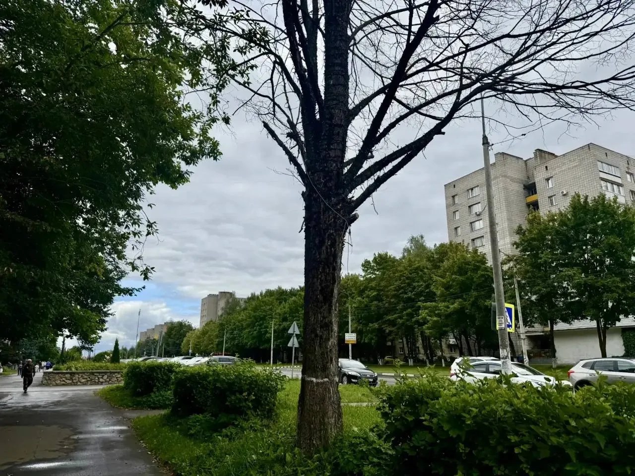 В Обнинске утвердили список из 10 аварийных деревьев, которые подлежат вырубке